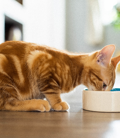 qué tipo de leche le puedo dar a un gatito bebé
